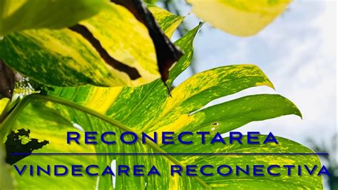 Reconectarea Vindecarea Reconectiva Podcast Audio Invitat Andra