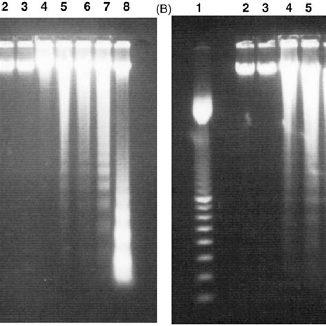 Examples of DNA fragmentation shown on agarose gel electrophoresis... | Download Scientific Diagram