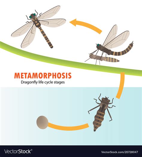 Dragonfly Life Cycle