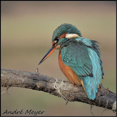 Martin pêcheur Kingfisher Eisvogel Ijsvogel Martin Flickr