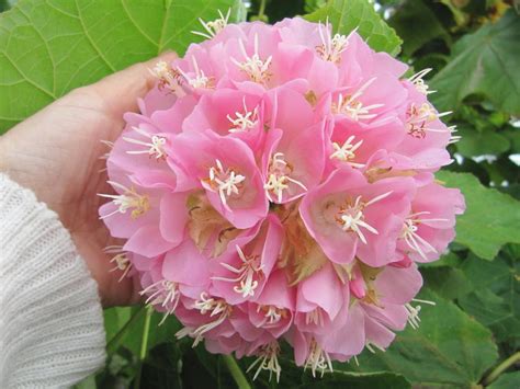 Photo Of The Bloom Of Tropical Hydrangea Dombeya Wallichii Posted By