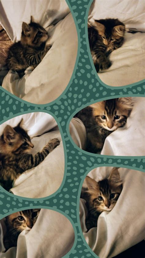 New Arrivals for November-December 2023 – Maine Coon Kittens For Sale ...