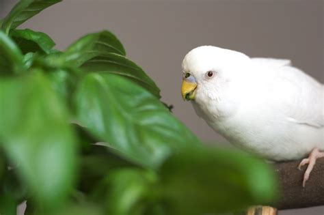 What Do Parrots Eat All About Parrot Food And Diet Psittacology