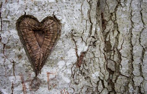 Love Tree Carving Stock Image Image Of Affection Couple 21733157