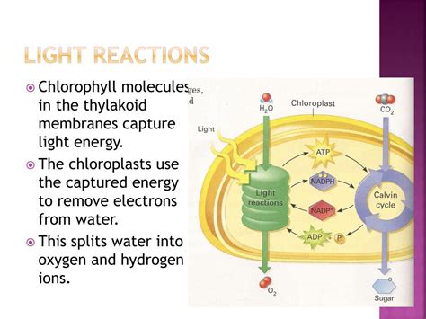 Photosynthesis Light Reaction Animation