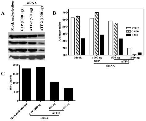 Effect Of Atf 2 Sirna On Expression Of Atf 2 Creb C Jun And Ifn γ