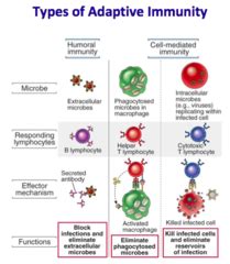 Overview Adaptive Immunity Flashcards Quizlet