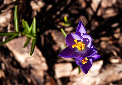 Purple Crocuses Flowers - Free photo on Pixabay