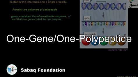 One Geneone Polypeptide Biology Lecture Sabaqpk Youtube