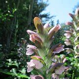 Acanthus Hungaricus Acanthus Balcanicus Var Hungaricus Bear S