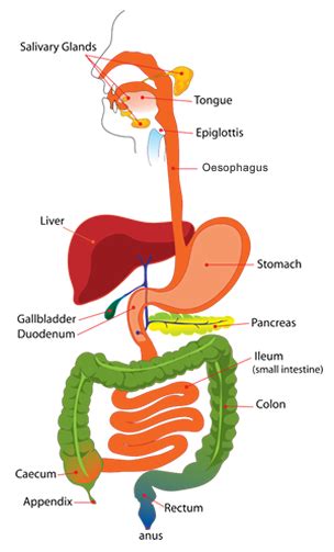 Diagram Of Upper Gi Tract