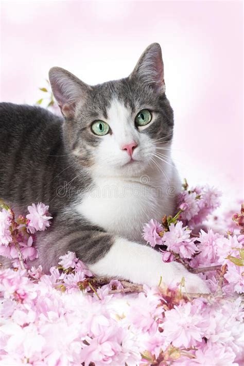 Bonito Gato De Tabby Con Flores De Cerezo Imagen De Archivo Imagen De