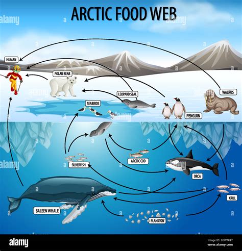 Marine Phytoplankton Food Chain