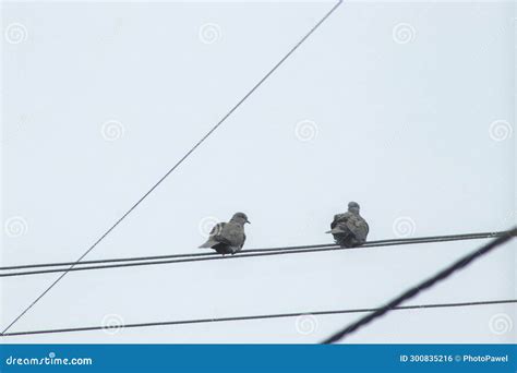 Two Pigeons Perched On Power Lines Against A Clear Sky Stock Photo