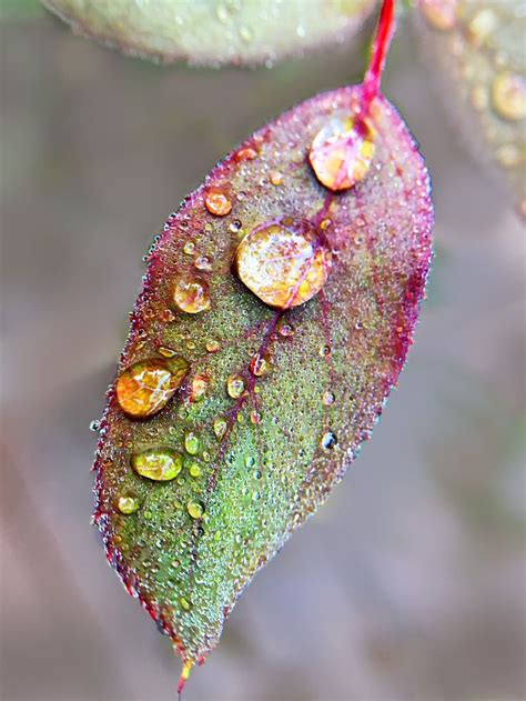 Macro nature photography of water droplets on a leaf. | Macro photography flowers, Macro ...