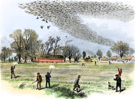 Scientists Look To Revive The Long Extinct Passenger Pigeon The