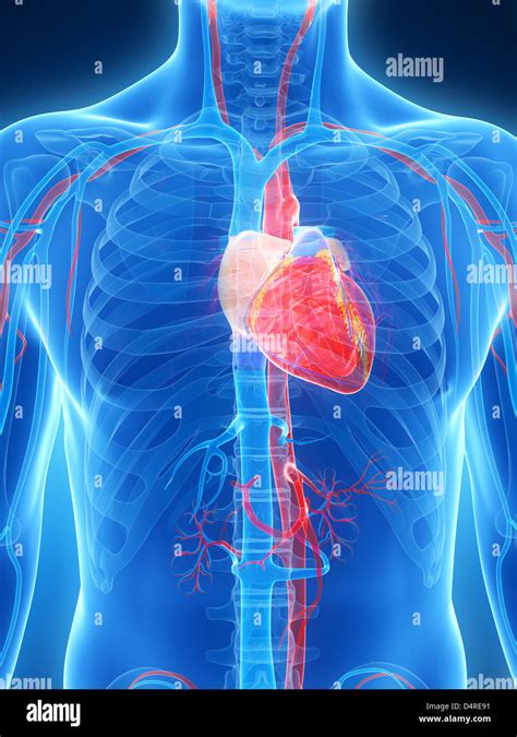 Inside Human Heart Labeled