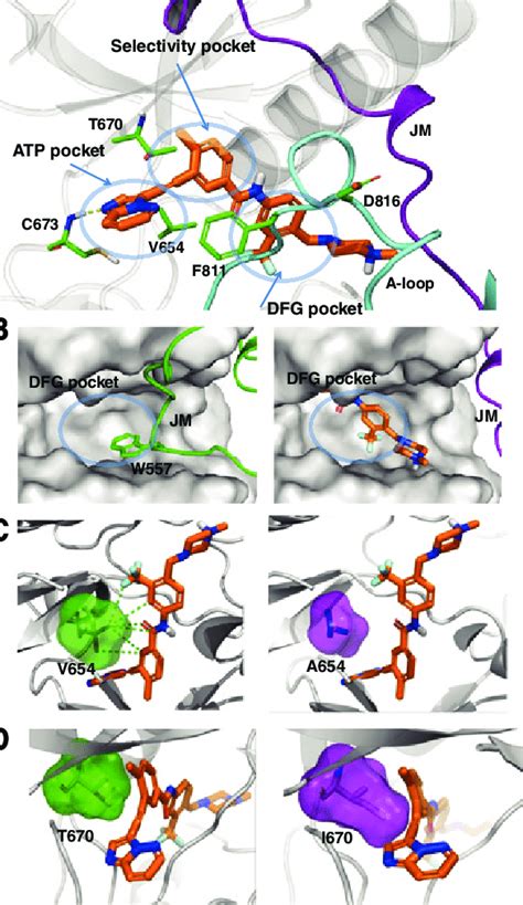 Co Crystal Structure Of Kit Bound With Ponatinib A Crystal Structure