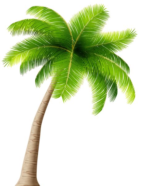 Palma Imágenes PNG Fondo Transparente | PNG Play