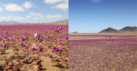 Menakjubkan, Gurun Atacama Dilitupi Bunga Ungu & Putih Selepas Hujan ...