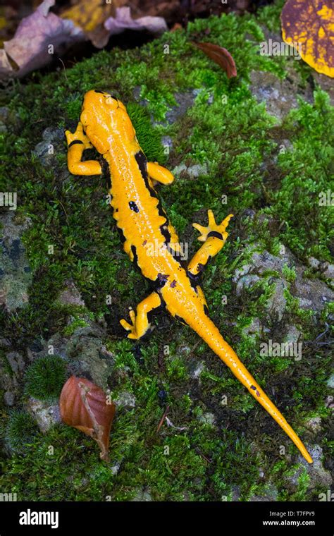 Fire Salamander (Salamandra salamandra gigliolii), adult on the ground ...