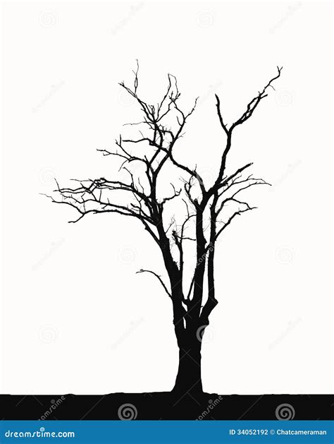 Silhouette Leafless Trees Stock Photography Image 34052192