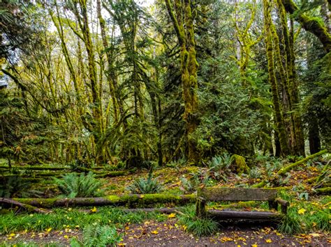 Lush Forest Free Stock CC0 Photo - StockSnap.io