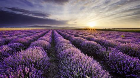 Imgur Lavender Fields Harvesting Lavender Landscape