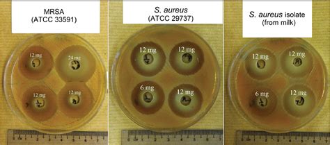 Table 1 From The Anti Planktonic And Anti Biofilm Formation Activity Of