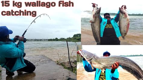 Big Monster Wallago Attu Catfish Catching Chalte Pani Me Badi Machli