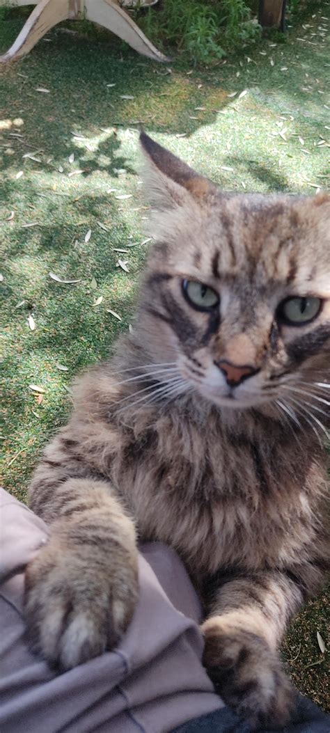 Nursery cat demands pets. Impossible to ignore : r/notmycat