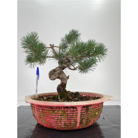 Gran Variedad De Bonsáis Y Prebonsáis De Pinos En Laos Garden