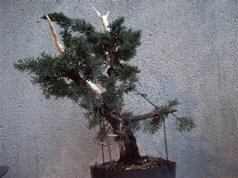 Juniperus Media Les Chuhin Et Autres Grands Bonsa Parlonsbonsai