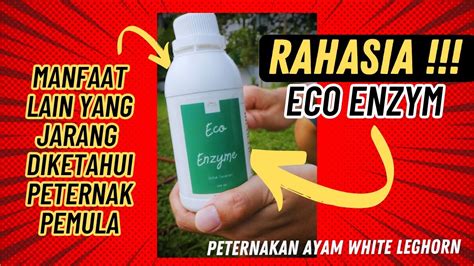 MANFAAT LAIN ECO ENZYM YANG JARANG DIKETAHUI PETERNAK PEMULA