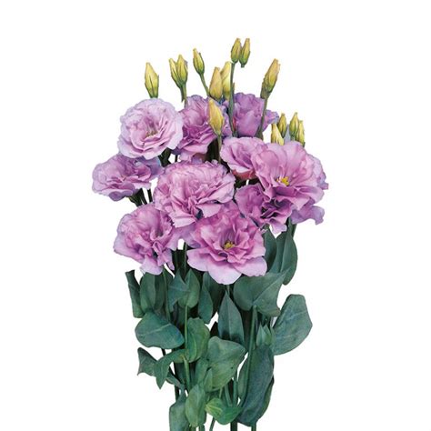 Mariachi Lisianthus The Special Flower Sakata Ornamentals