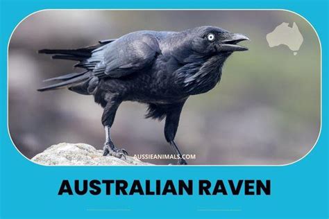 The Clever Australian Raven Aussie Animals