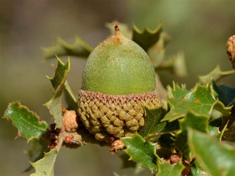 Large Acorn Of Scrub Oak Quercus Berberidifolia Fagaceae Flickr