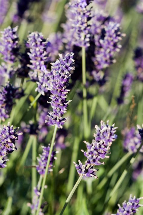 Lavender Flowers Free Stock Photo - Public Domain Pictures