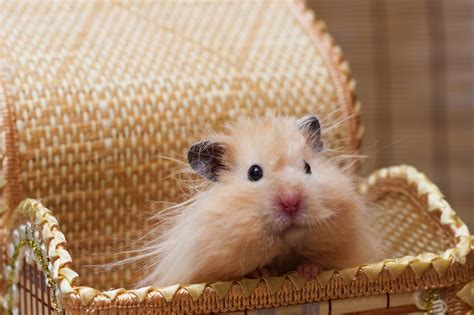 Long Haired Teddy Bear Hamster Care Flash Sales 1692739412