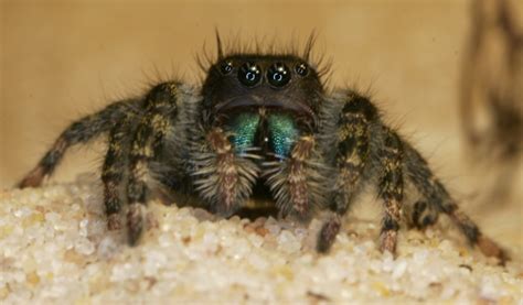 Creepy: Peering into Spiders' Brains Without Exploding Them | Live Science