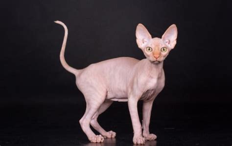 How Much Does Sphynx Cat Cost | sphynx cat price by Merry944 on DeviantArt