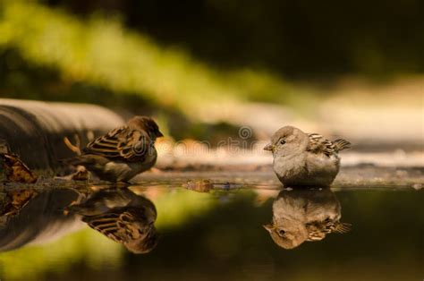 Sparrows Drink Water Stock Image Image Of Nature Leaf