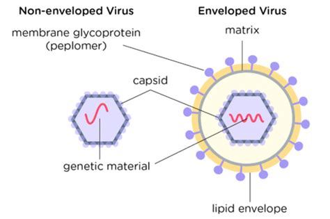 001 Intro To Virology Flashcards Quizlet