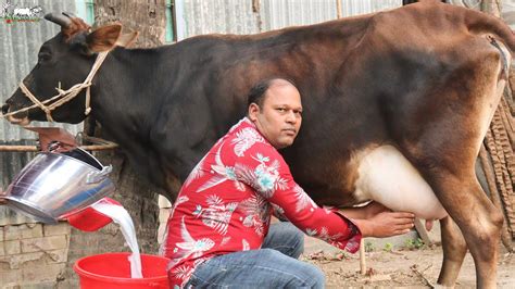 সরাসরি দুধ দহন দেখে বাঘাবাড়ী এলাকার জার্সি গাভী কিনুন।একেবারে কম দামে