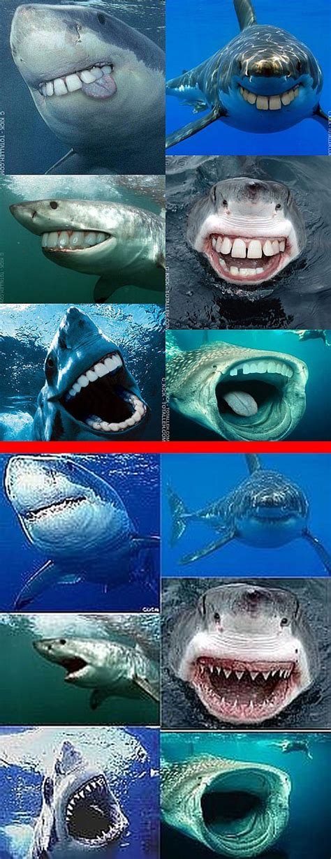 1000+ images about animals with human teeth on Pinterest | Smiling ...