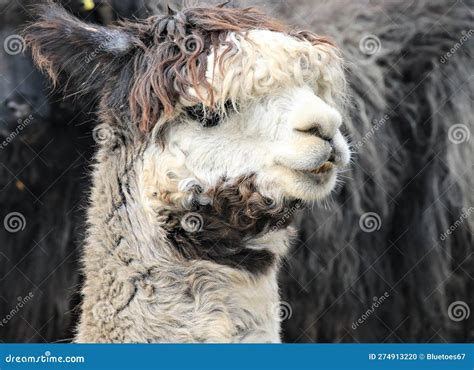 A Closeup Of A Alpaca Stock Photo Image Of Animal Ngue 274913220