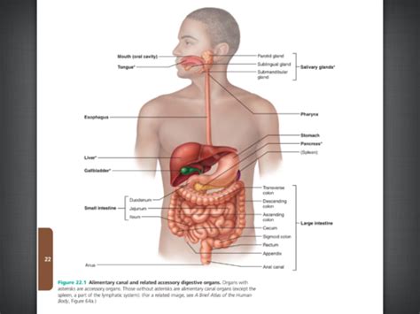 Chapter The Digestive System Flashcards Quizlet