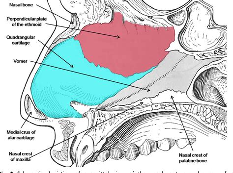 Nasal Septum Diagram