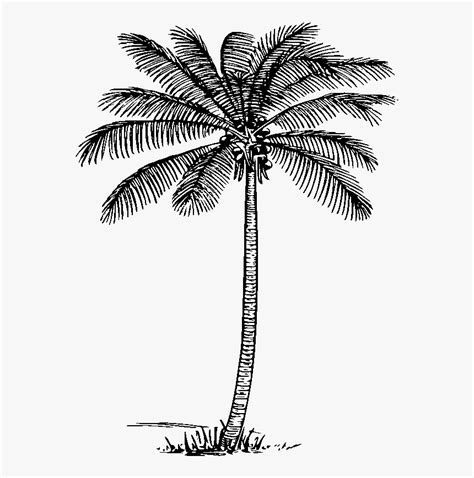 Coconut Tree Clipart Black And White