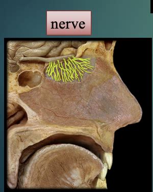 Nerve Organization And Classifications Cranial Nerves Spinal Nerves